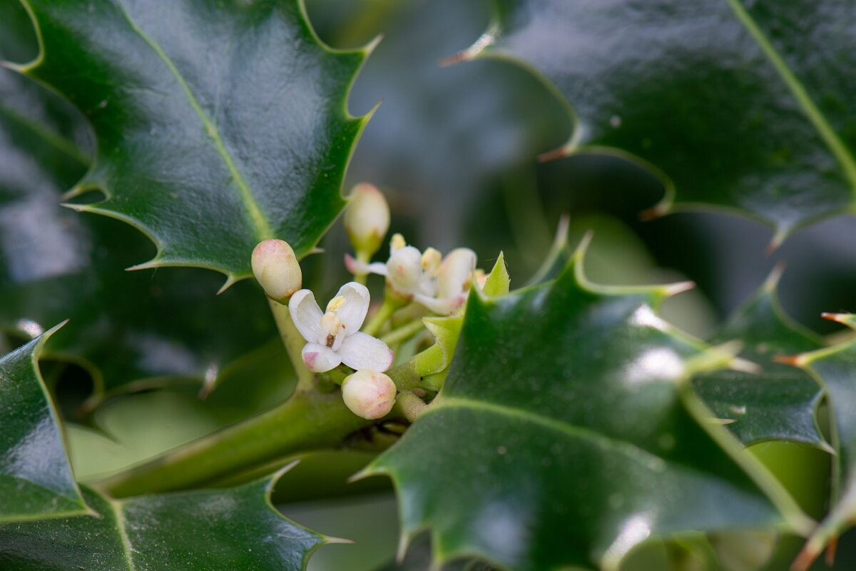 David Plant Photography - Wildlife Photography - Holly - E.jpg - Holly, flower - Cotswolds