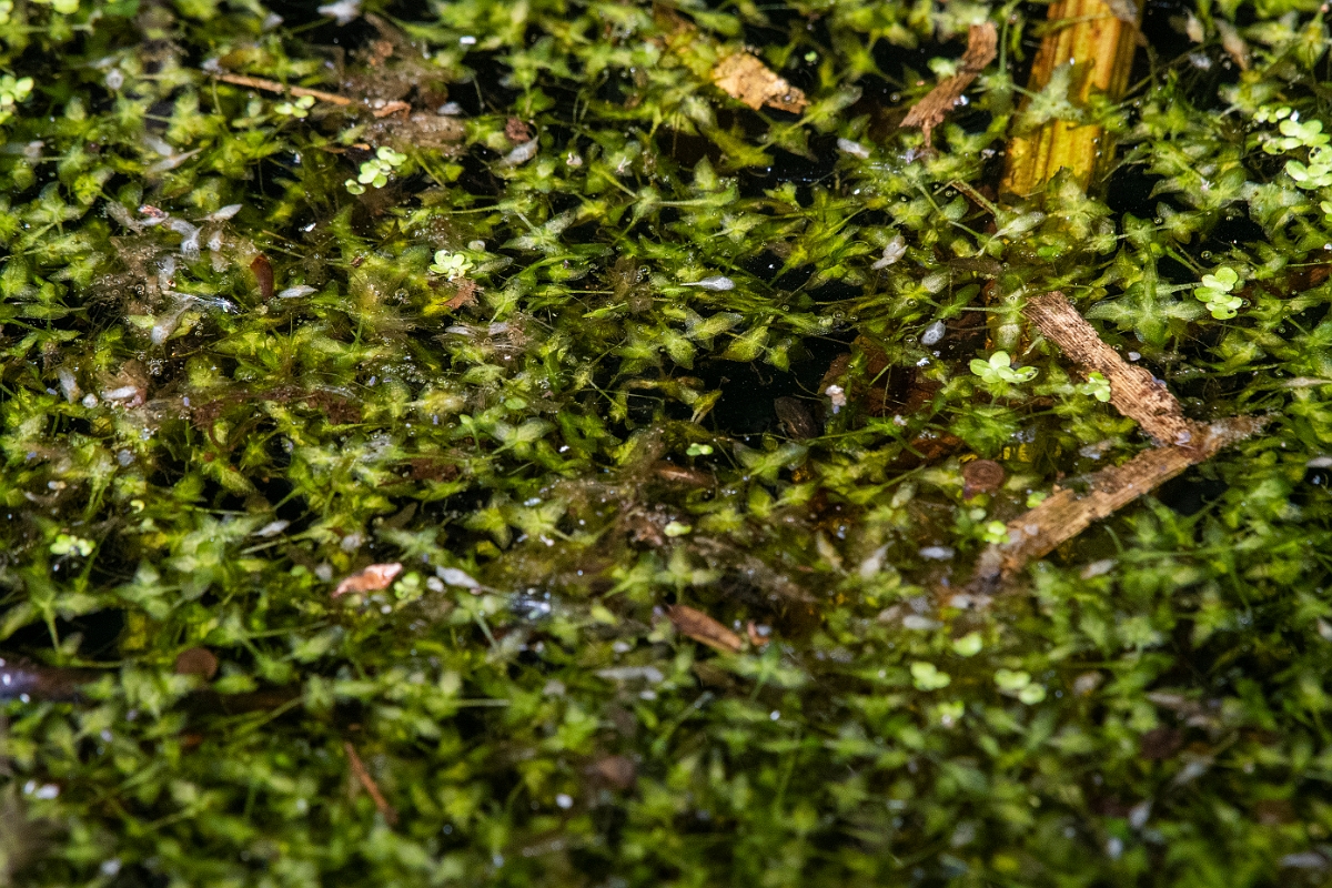 David Plant Photography - Wildlife Photography - Ivy-leaved duckweed - A.JPG - Ivy-leaved duckweed - Cambridgeshire