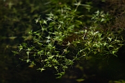 David Plant Photography - Wildlife Photography - Ivy-leaved duckweed - C