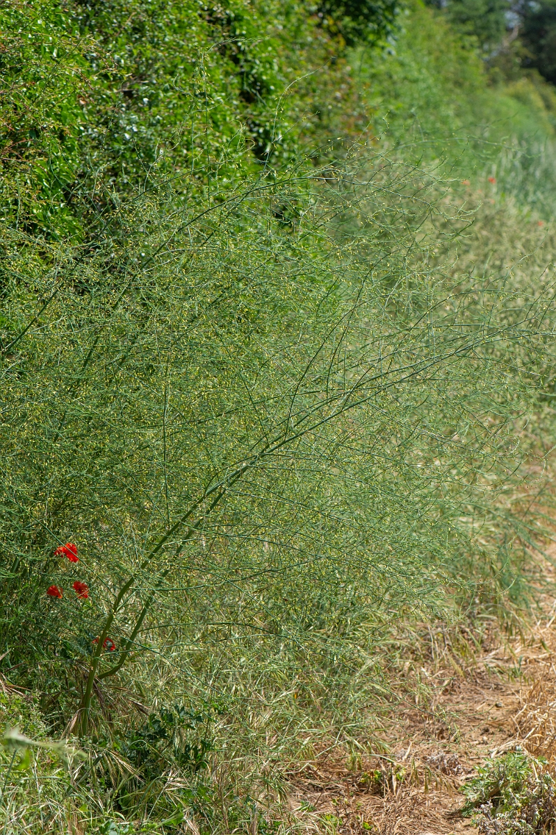 David Plant Photography - Wildlife Photography - Asparagus - A.JPG - Asparagus - Suffolk