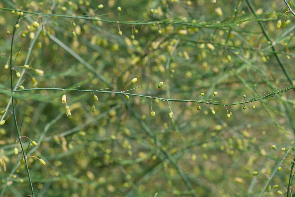David Plant Photography - Wildlife Photography - Asparagus - B.JPG - Asparagus - Suffolk