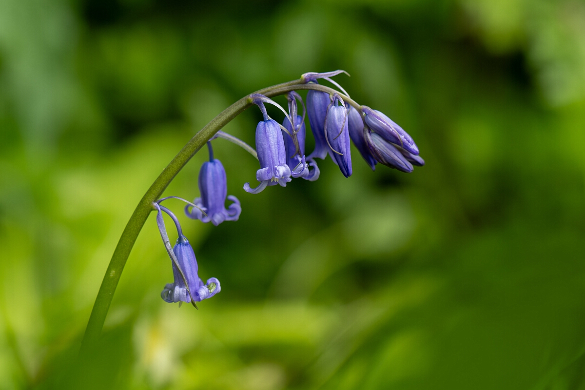 David Plant Photography - Wildlife Photography - Bluebell - H.jpg - Bluebell, flowers - Cotswolds