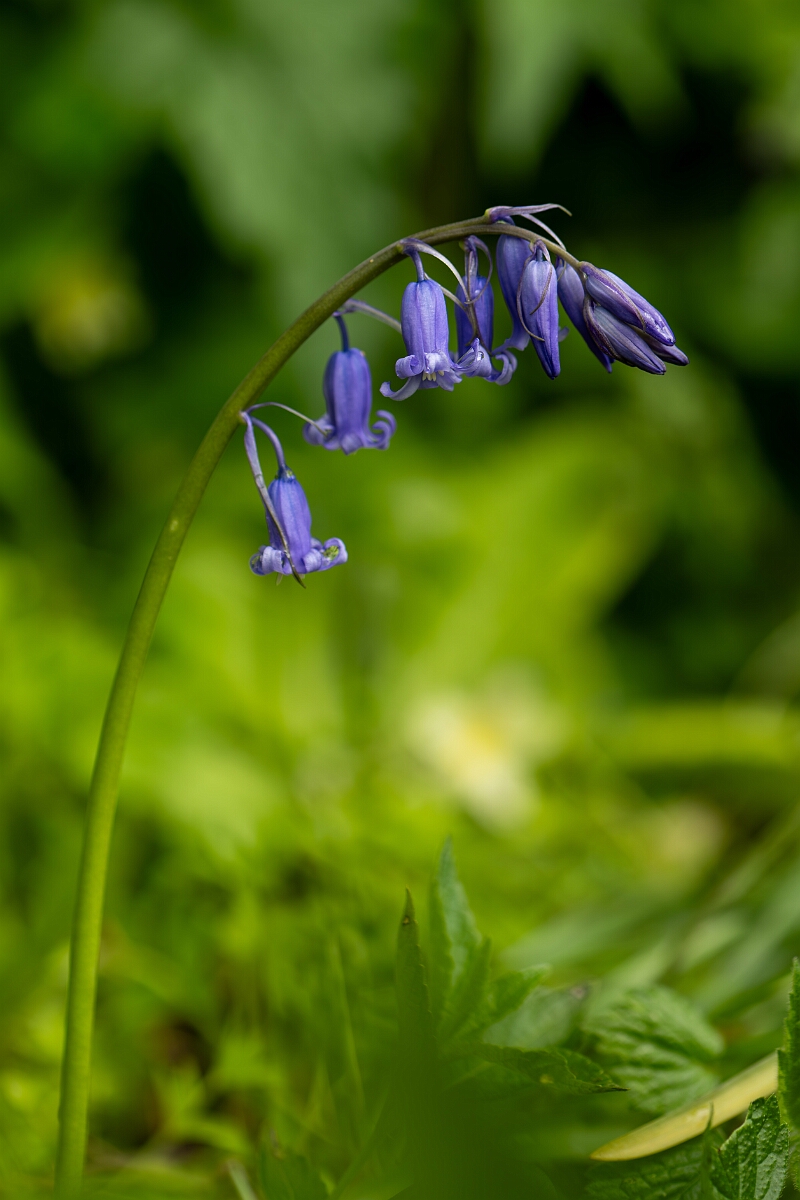 David Plant Photography - Wildlife Photography - Bluebell - I.jpg - Bluebell, flowers - Cotswolds