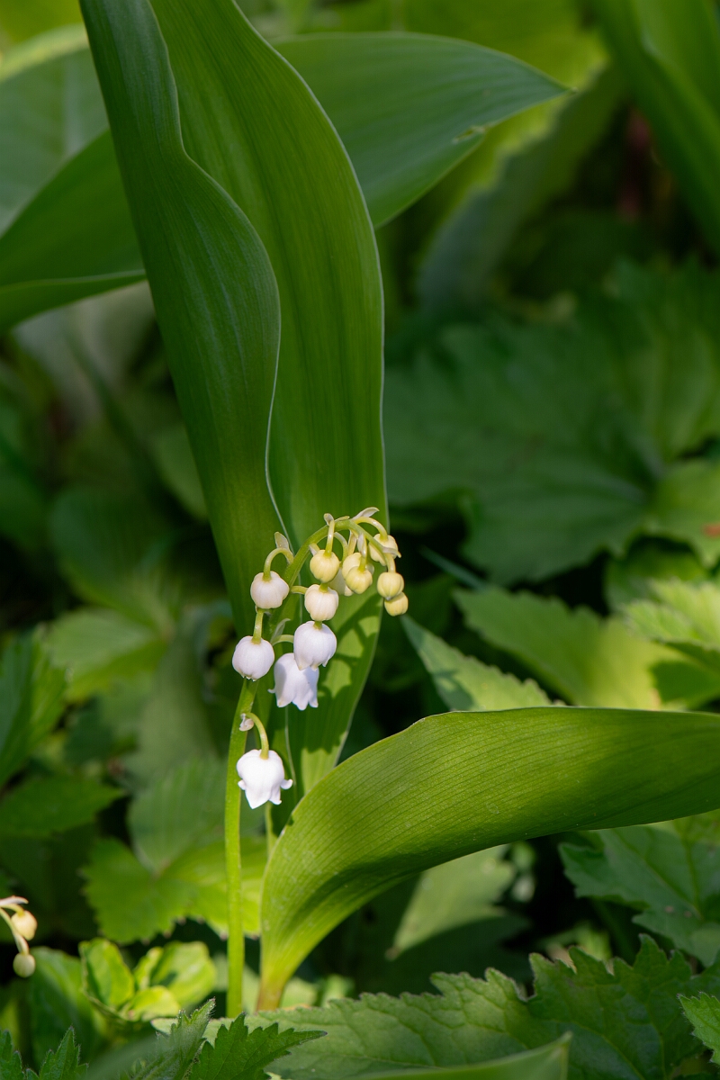 David Plant Photography - Wildlife Photography - Lily-of-the-valley - D.jpg - Lily of the Valley, plant - Cotswolds