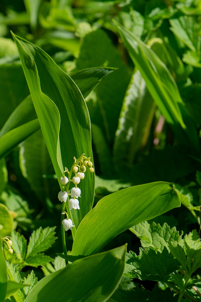 David Plant Photography - Wildlife Photography - Lily-of-the-valley - F.jpg - Lily of the Valley, plant - Cotswolds