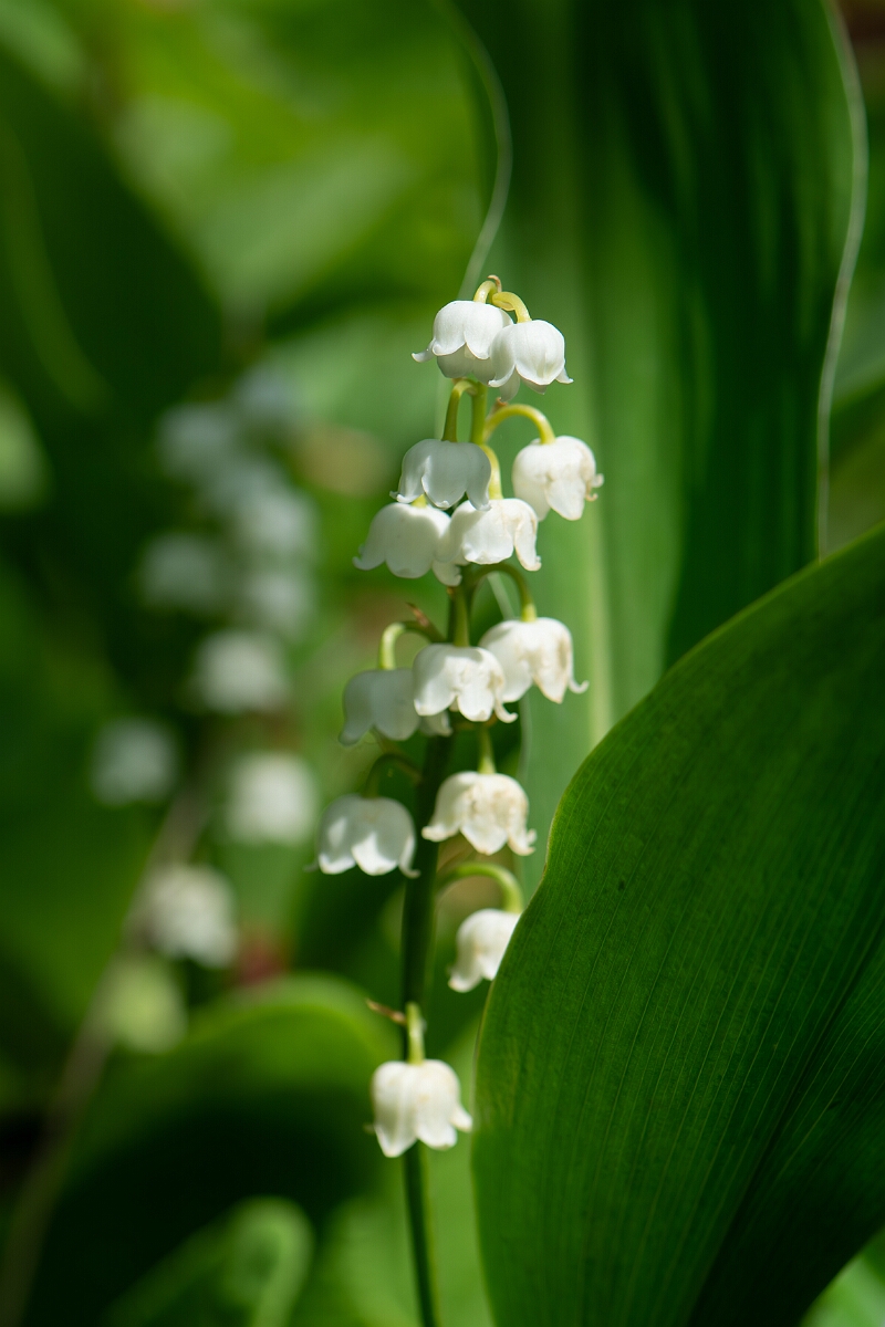 David Plant Photography - Wildlife Photography - Lily-of-the-valley - G.jpg - Lily of the Valley, flower spike - Cotswolds