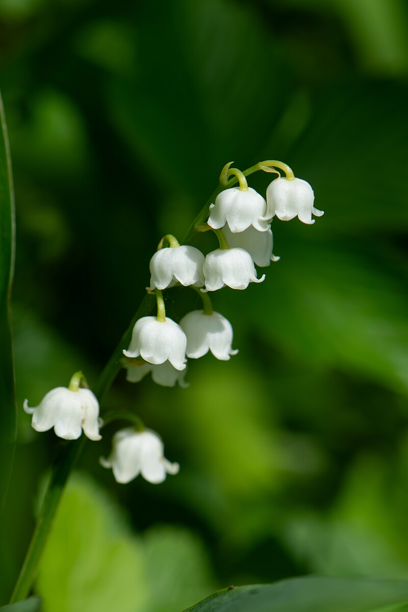 David Plant Photography - Wildlife Photography - Lily-of-the-valley - H.jpg - Lily of the Valley, flower spike - Cotswolds