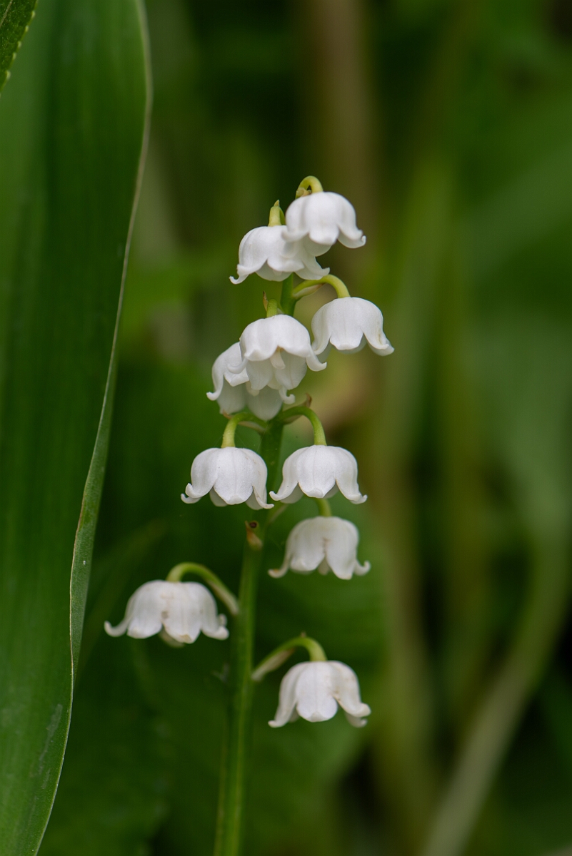 David Plant Photography - Wildlife Photography - Lily-of-the-valley - I.jpg - Lily of the Valley, flower spike - Cotswolds