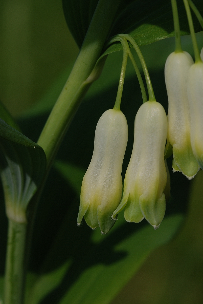 David Plant Photography - Wildlife Photography - Solomon's seal - B.JPG - Garden solomon's seal - Cotswolds