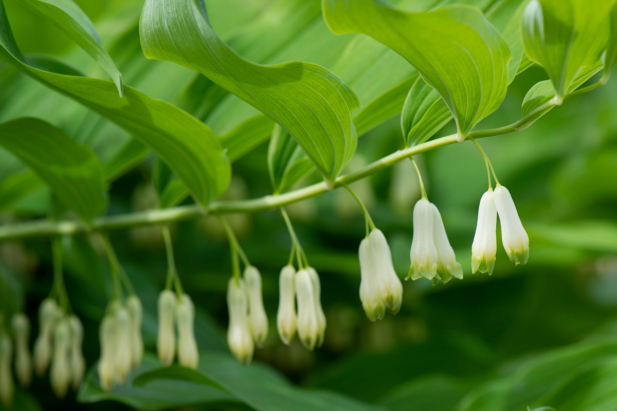 David Plant Photography - Wildlife Photography - Solomon's seal - D.jpg - Solomon's seal - Cotswolds