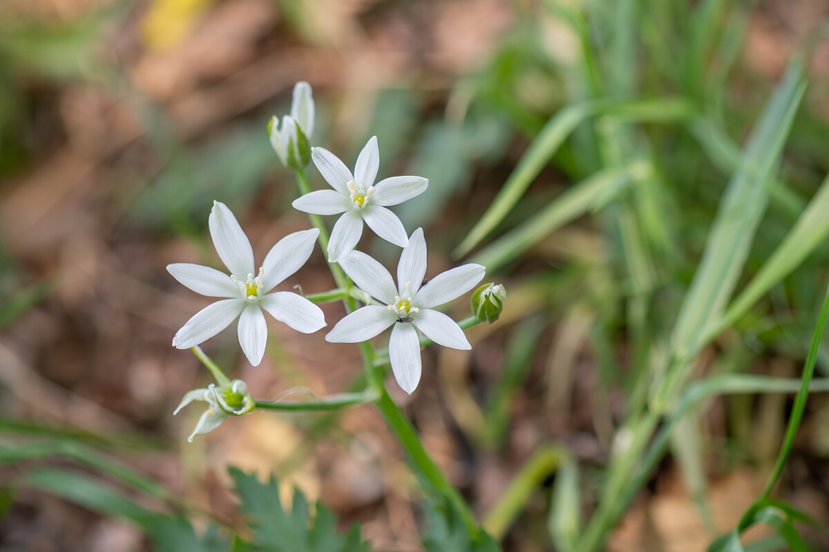David Plant Photography - Wildlife Photography - Star-of-Bethlehem - B.jpg - Star-of-Bethlehem, Ornithogalum umbellatum, plant - Suffolk