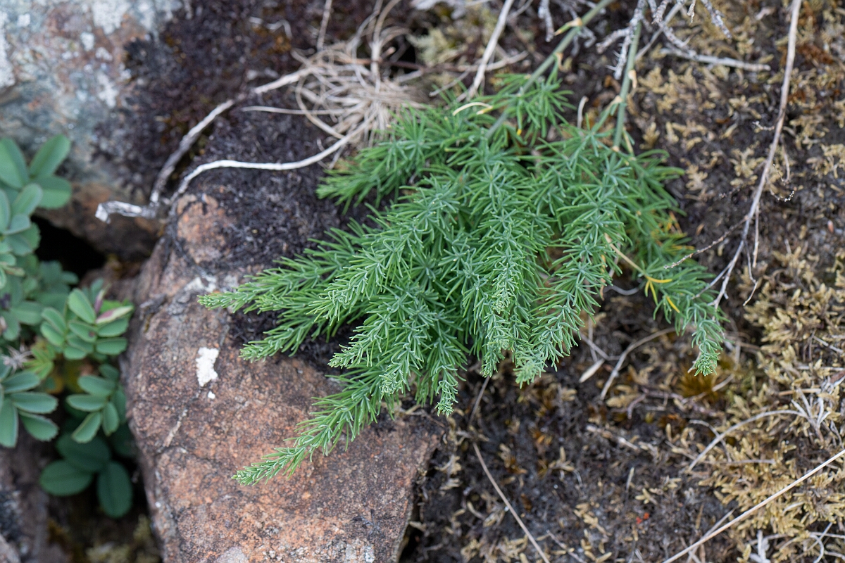 David Plant Photography - Wildlife Photography - Wild asparagus - C.jpg - Wild asparagus - Cornwall