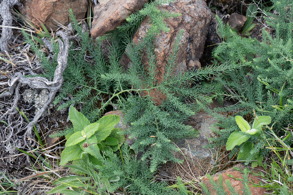 David Plant Photography - Wildlife Photography - Wild asparagus - D.jpg - Wild asparagus - Cornwall