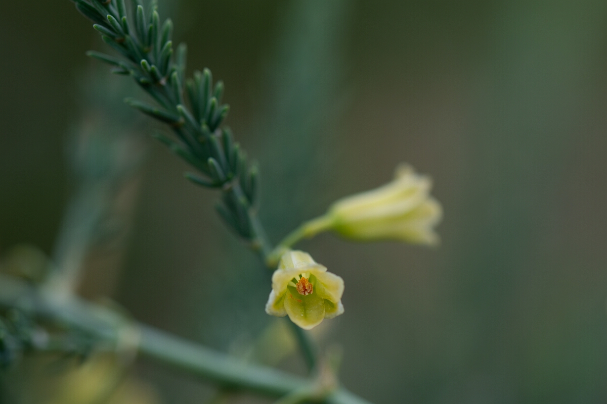 David Plant Photography - Wildlife Photography - Wild asparagus - H.jpg - Wild asparagus - Cornwall