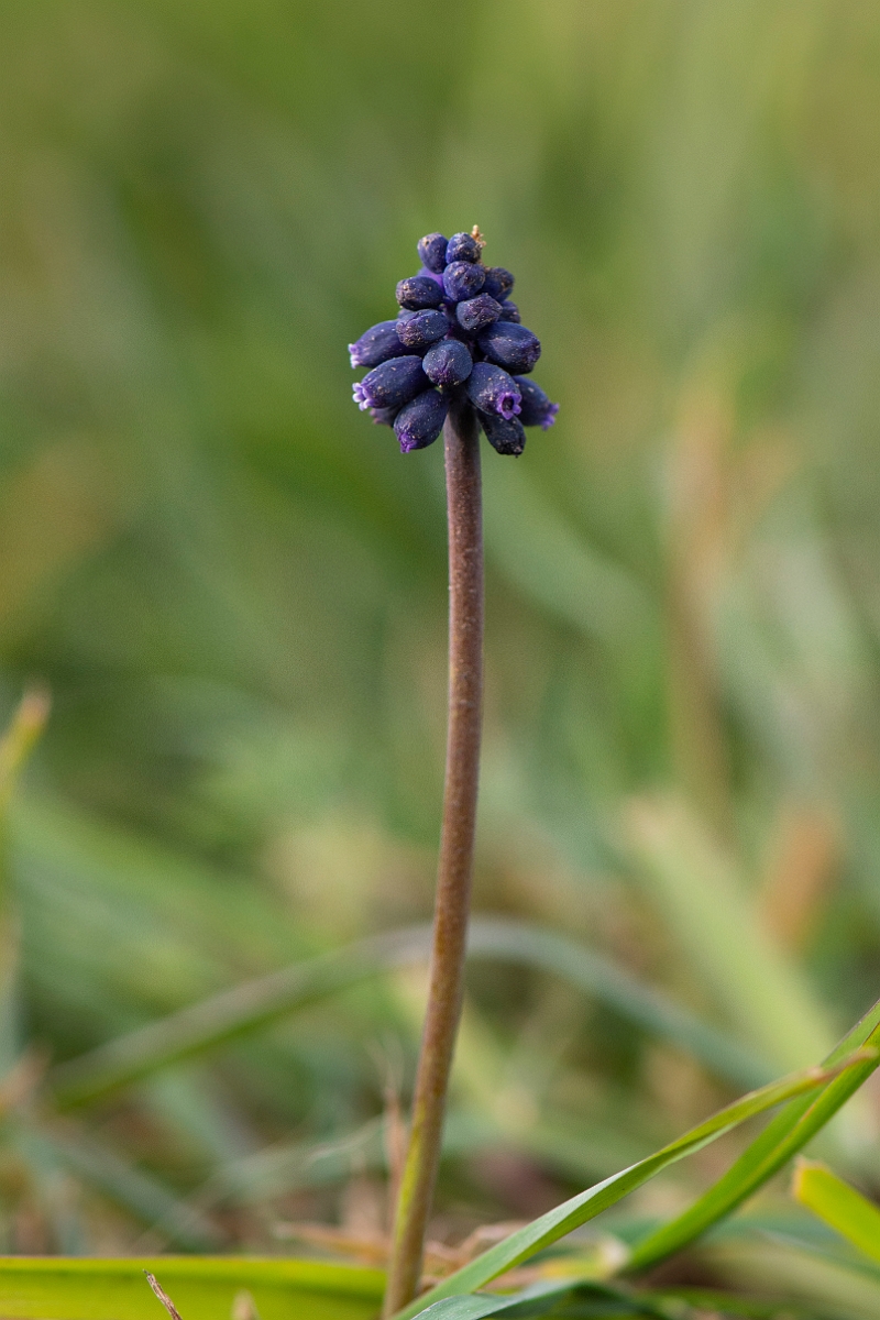 David Plant Photography - Wildlife Photography - Wild grape-hyacinth - A.JPG - Wild grape-hyacinth - Suffolk