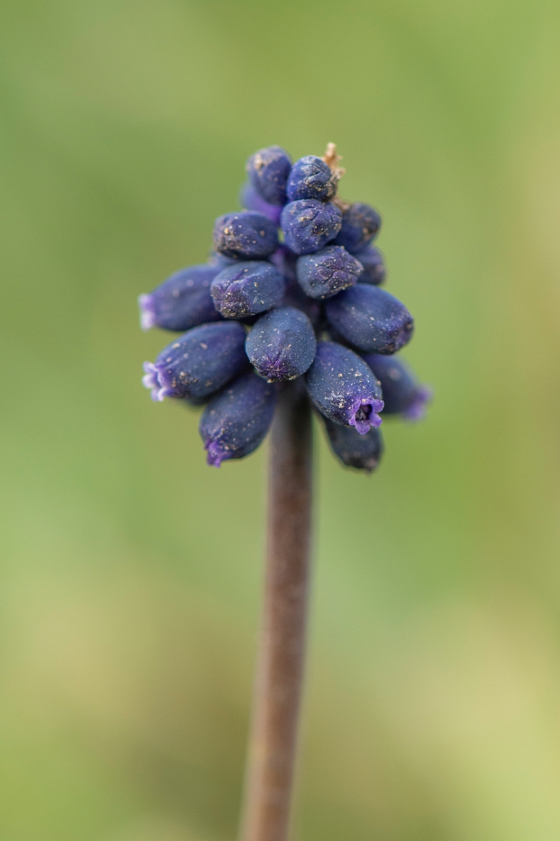 David Plant Photography - Wildlife Photography - Wild grape-hyacinth - B.JPG - Wild grape-hyacinth - Suffolk