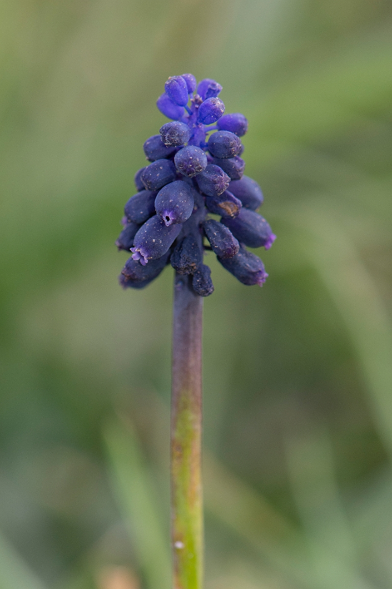 David Plant Photography - Wildlife Photography - Wild grape-hyacinth - C.JPG - Wild grape-hyacinth - Suffolk