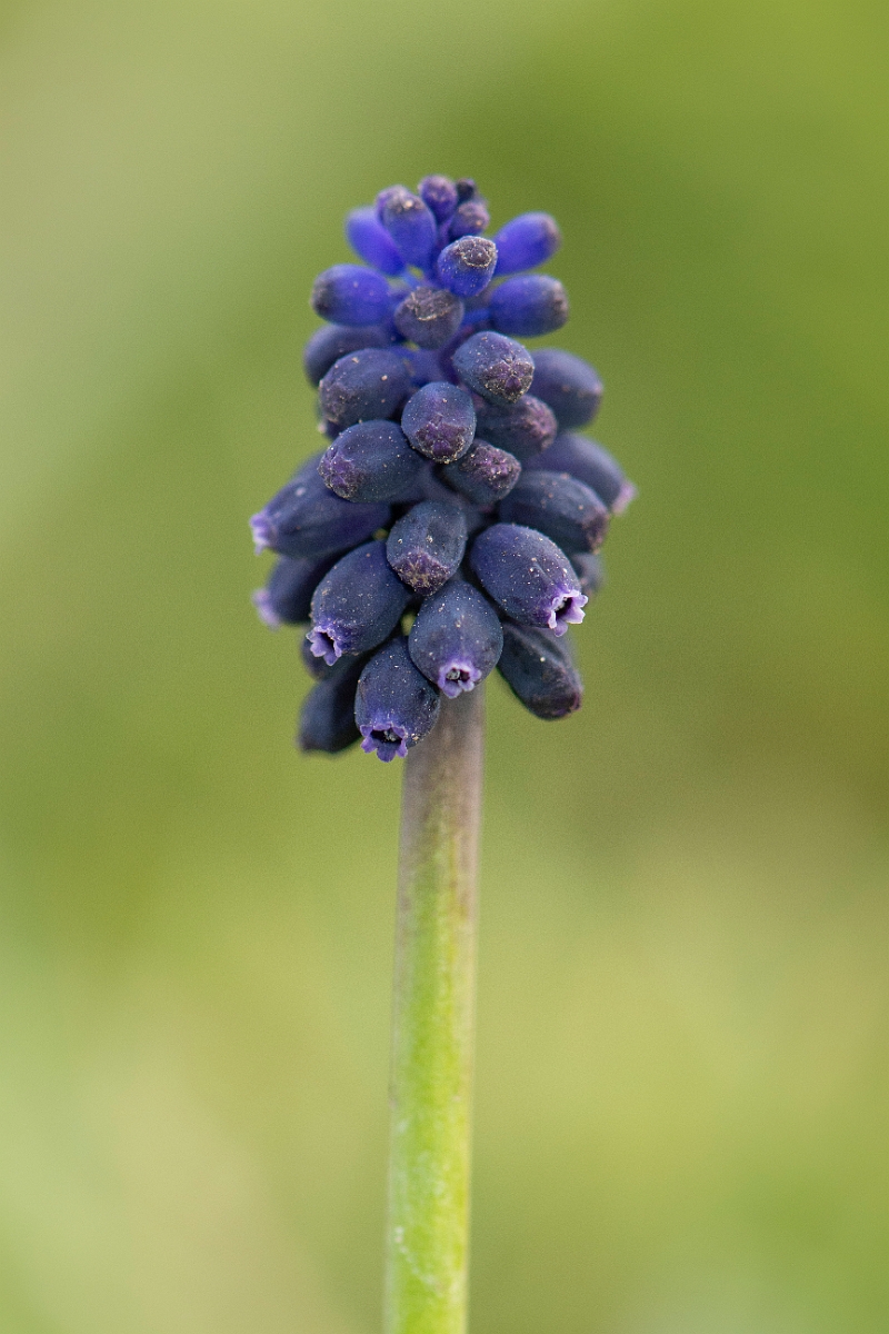 David Plant Photography - Wildlife Photography - Wild grape-hyacinth - D.JPG - Wild grape-hyacinth - Suffolk