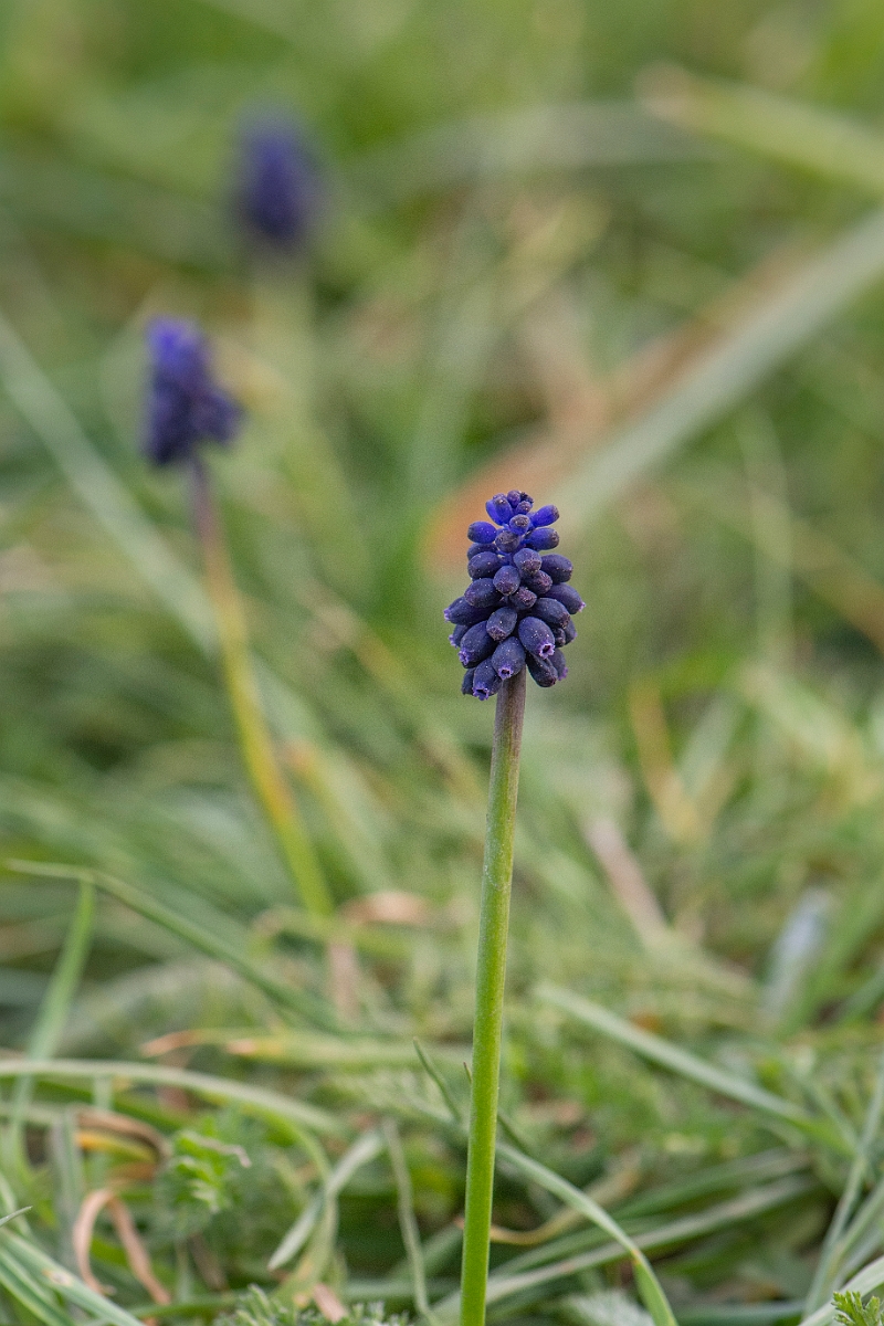 David Plant Photography - Wildlife Photography - Wild grape-hyacinth - E.JPG - Wild grape-hyacinth - Suffolk