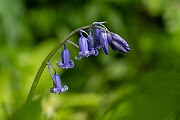 David Plant Photography - Wildlife Photography - Bluebell - H