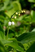 David Plant Photography - Wildlife Photography - Lily-of-the-valley - E