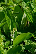David Plant Photography - Wildlife Photography - Lily-of-the-valley - F