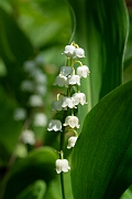 David Plant Photography - Wildlife Photography - Lily-of-the-valley - G