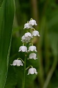 David Plant Photography - Wildlife Photography - Lily-of-the-valley - I