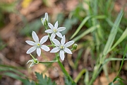 David Plant Photography - Wildlife Photography - Star-of-Bethlehem - B