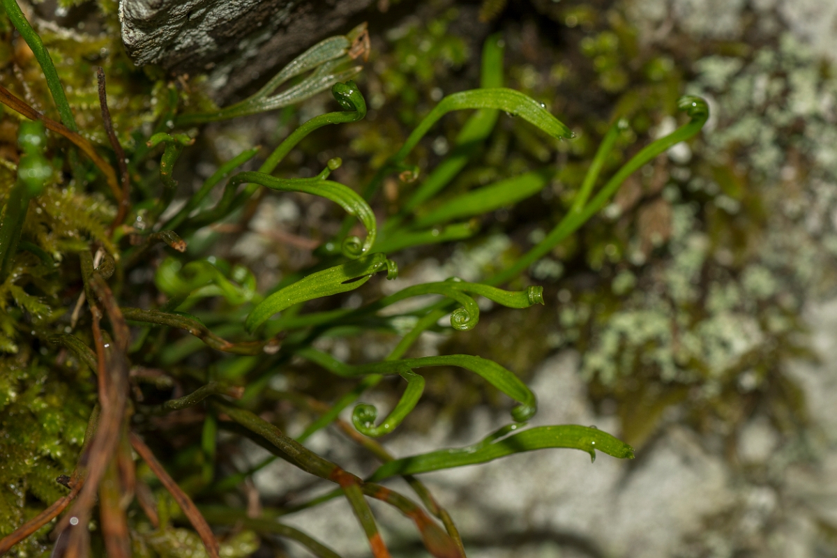 David Plant Photography - Wildlife Photography - Forked spleenwort - A.jpg - Forked spleenwort - Perthshire