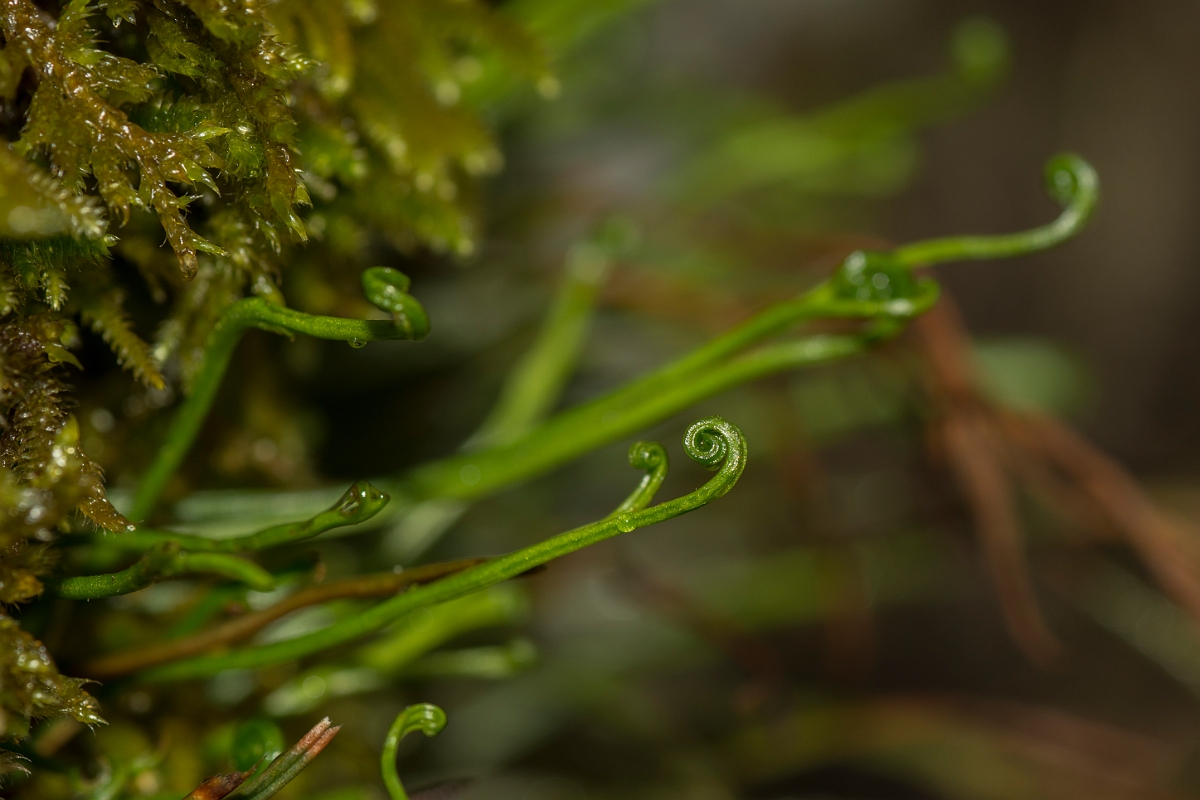 David Plant Photography - Wildlife Photography - Forked spleenwort - E.jpg - Forked spleenwort - Perthshire