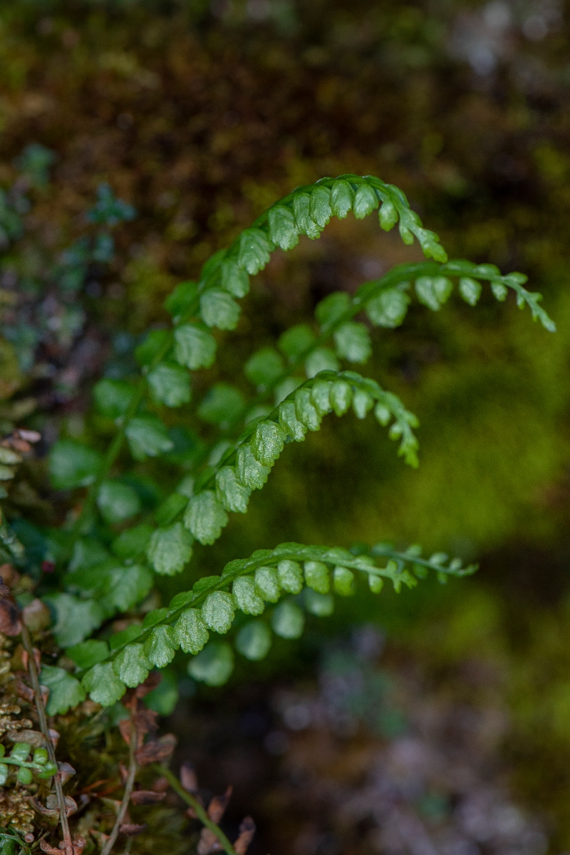 David Plant Photography - Wildlife Photography - Green spleenwort - F.JPG - Green spleenwort - Perthshire