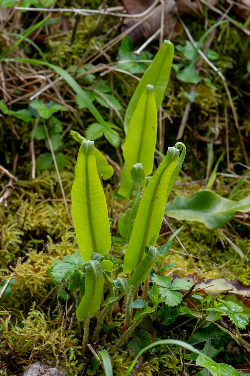 David Plant Photography - Wildlife Photography - Hartstongue fern - B.jpg - Hartstongue fern - Avon