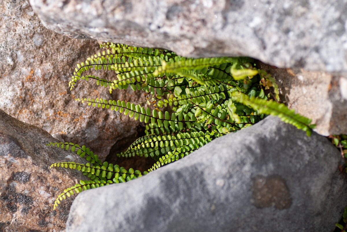 David Plant Photography - Wildlife Photography - Maidenhair spleenwort - B.jpg - Maidenhair spleenwort - Powys