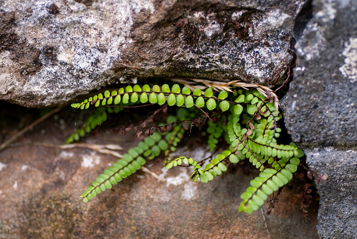 David Plant Photography - Wildlife Photography - Maidenhair spleenwort - D.jpg - Maidenhair spleenwort - Powys