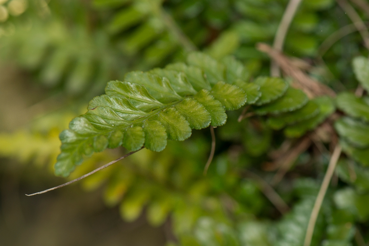 David Plant Photography - Wildlife Photography - Sea spleenwort - C.jpg - Sea spleenwort - Anglesey