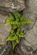 David Plant Photography - Wildlife Photography - Black spleenwort - A