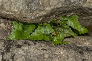 David Plant Photography - Wildlife Photography - Black spleenwort - B