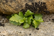 David Plant Photography - Wildlife Photography - Black spleenwort - C