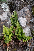 David Plant Photography - Wildlife Photography - Black spleenwort - F