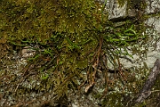 David Plant Photography - Wildlife Photography - Forked spleenwort - B