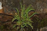 David Plant Photography - Wildlife Photography - Green spleenwort - B