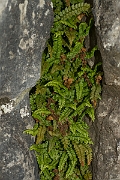 David Plant Photography - Wildlife Photography - Green spleenwort - E
