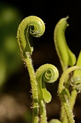 David Plant Photography - Wildlife Photography - Hartstongue fern - A