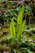 David Plant Photography - Wildlife Photography - Hartstongue fern - B