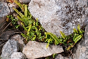 David Plant Photography - Wildlife Photography - Maidenhair spleenwort - C