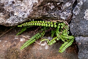 David Plant Photography - Wildlife Photography - Maidenhair spleenwort - D