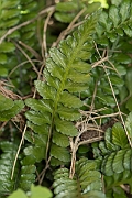 David Plant Photography - Wildlife Photography - Sea spleenwort - D