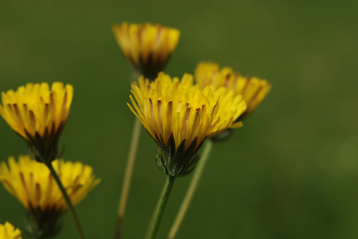 David Plant Photography - Wildlife Photographer - Beaked hawksbeard - A.JPG - Beaked hawksbeard - Gloucestershire