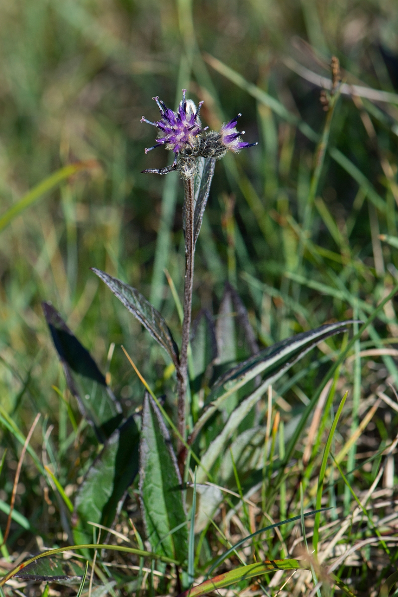 David Plant Photography - Wildlife Photography - Alpine saw-wort - A.JPG - Alpine saw-wort - Perthshire